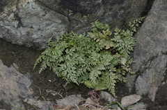 Asplenium cuneifolium
