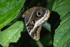 Caligo atreus