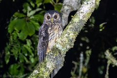 Strix virgata