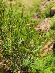 Euclea crispa