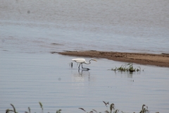 Ardea alba