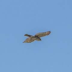 Accipiter trivirgatus