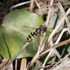Metasyrphus