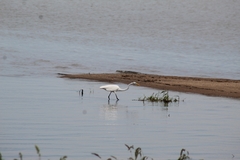 Ardea alba