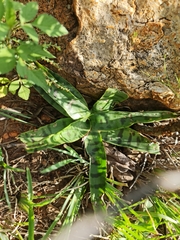 Ledebouria luteola