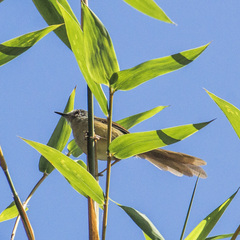 Prinia flaviventris