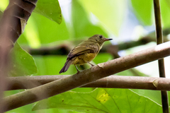 Mionectes oleagineus