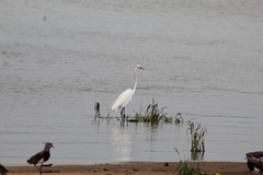Ardea alba