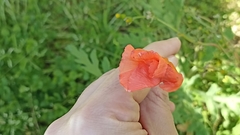 Papaver dubium