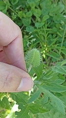 Papaver dubium