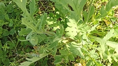Papaver dubium