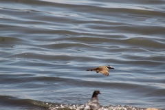 Pitangus sulphuratus