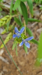 Megalochlamys revoluta