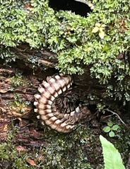Nyssodesmus python