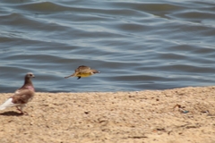 Pitangus sulphuratus