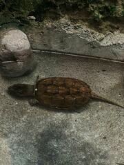 Chelydra acutirostris