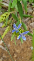 Megalochlamys revoluta