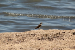 Pitangus sulphuratus