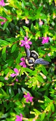 Bombus brasiliensis