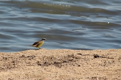 Pitangus sulphuratus