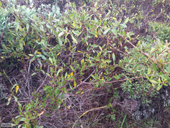 Searsia laevigata laevigata