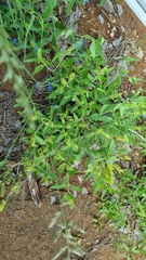 Megalochlamys revoluta