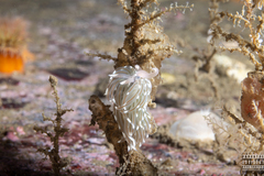 Facelina bostoniensis