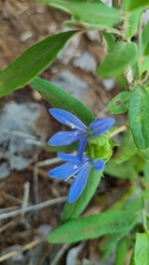 Megalochlamys revoluta