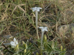 Barleria acanthoides