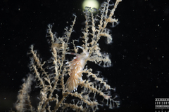 Rubramoena rubescens