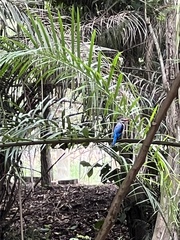 Halcyon senegalensis