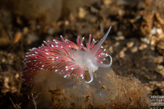 Carronella pellucida