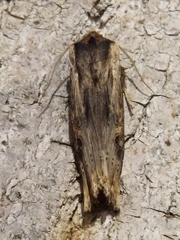 Xylena exsoleta