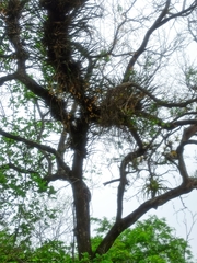 Encyclia