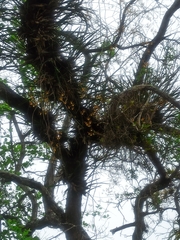 Encyclia