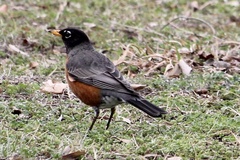 Turdus migratorius