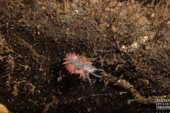 Coryphella monicae