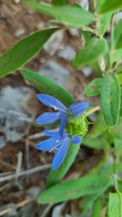 Megalochlamys revoluta