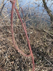 Rubus phoenicolasius