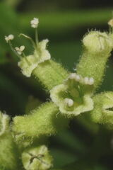 Salpianthus purpurascens