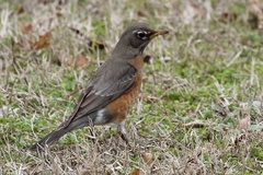 Turdus migratorius
