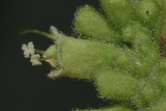 Salpianthus purpurascens