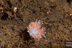 Carronella pellucida