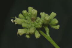 Salpianthus purpurascens