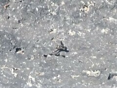 Exhyalanthrax simonae