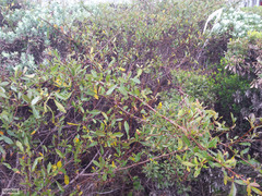 Searsia laevigata laevigata