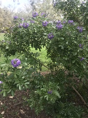 Dermatophyllum secundiflorum