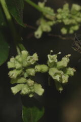 Salpianthus purpurascens