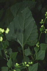 Salpianthus purpurascens