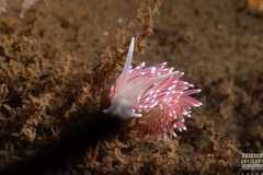 Carronella pellucida